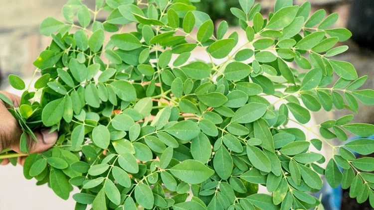 moringa-oleifera-propriet-del-miracle-tree-prezzifarmaco-blog