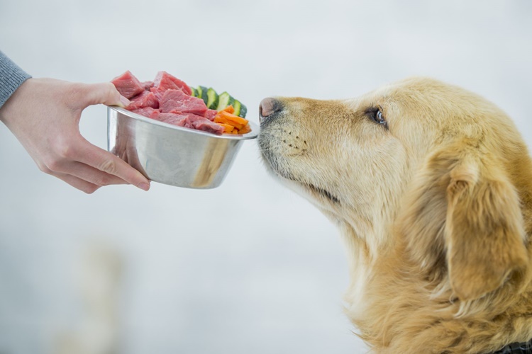 healthiest-foods-for-dogs-here-s-what-you-can-give-your-furbabies