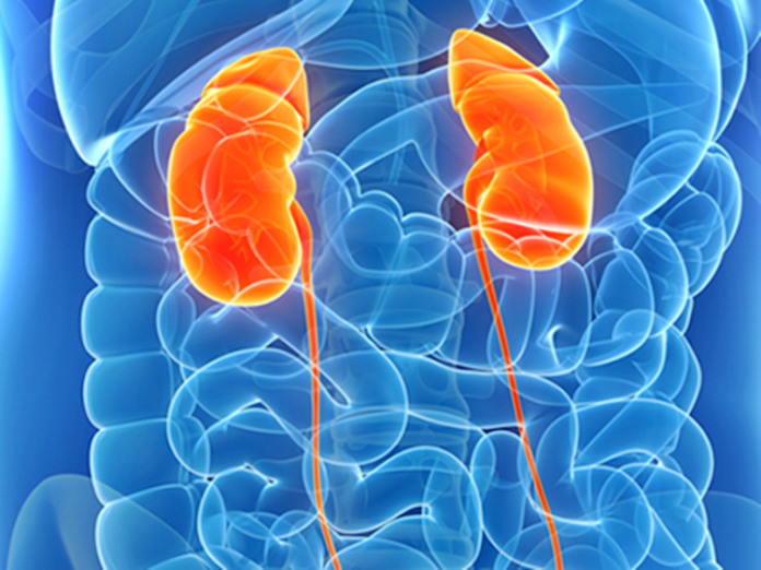 healthy-kidney-what-to-do-to-avoid-kidney-complications