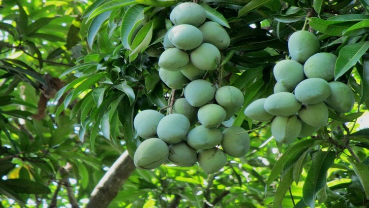 Indian Mango Benefits - List Of Health Benefits Of This Popular Fruit