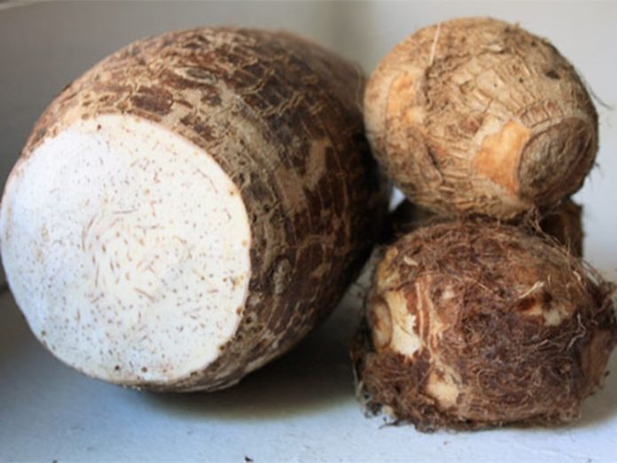 Taro Root Benefits What Taro Root Can Surprisingly Do For The Body