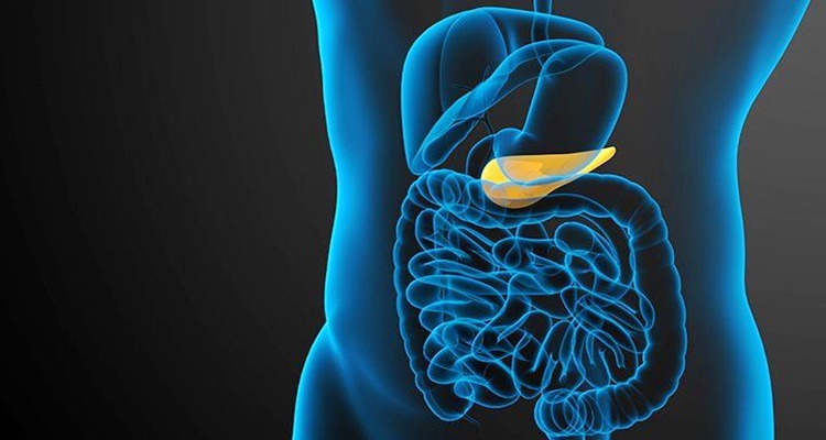 Gallbladder Function