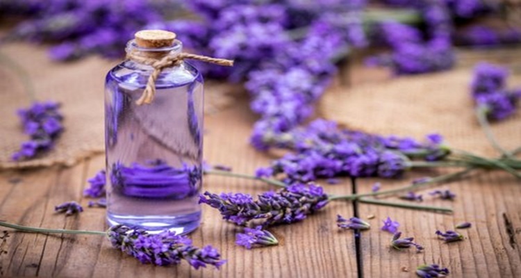 Health Benefits Of Lavender