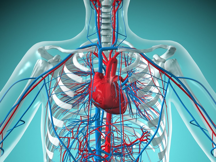 Circulatory System Parts