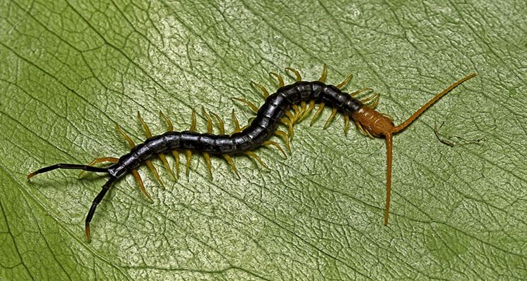 Centipede Bite