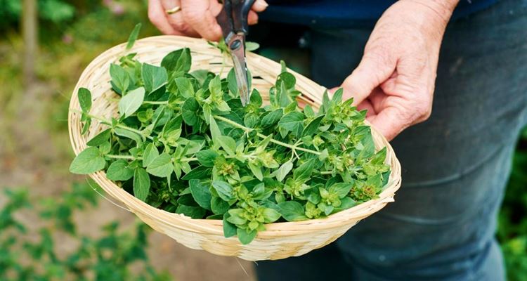 Oregano For Cough? Here Are The Other Benefits Of Oregano