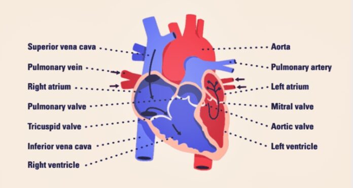 Parts Of The Heart - Heart Anatomy and Function