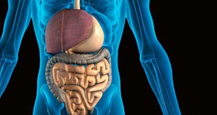 Digestion Process - The Digestive System Process