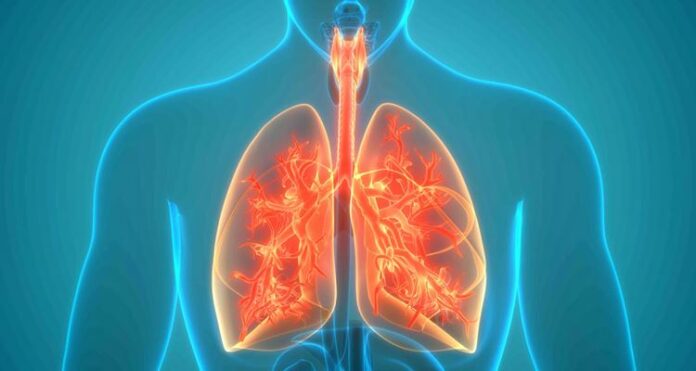 Respiratory System Parts and Functions: How We Breathe