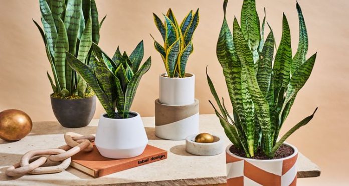 Snake Plant Benefits - What You Should Know About This Plant