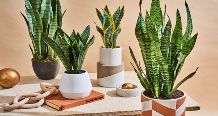 snake-plant-benefits-what-you-should-know-about-this-plant