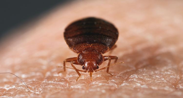 Bed Bug Bites