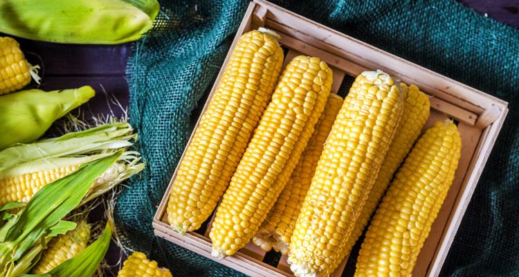 corn-benefits-is-corn-healthy-to-eat